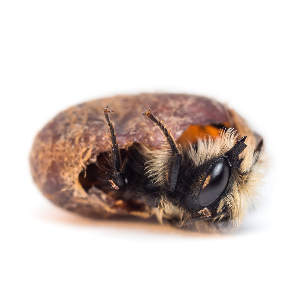 
                  
                    Spring Mason Bees - 20 ct (BOGO for last Monday of 2024!)
                  
                