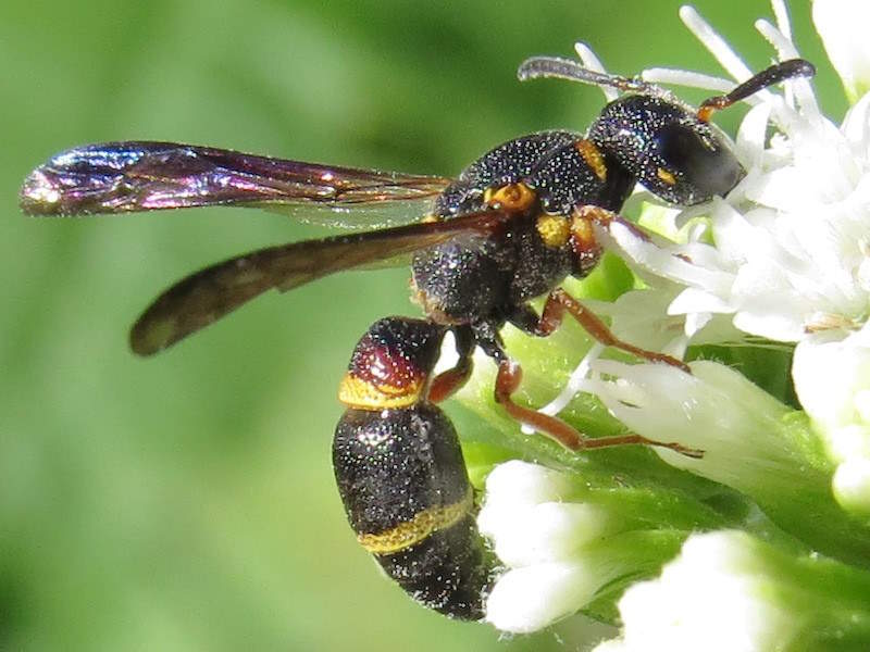 Parancistrocerus