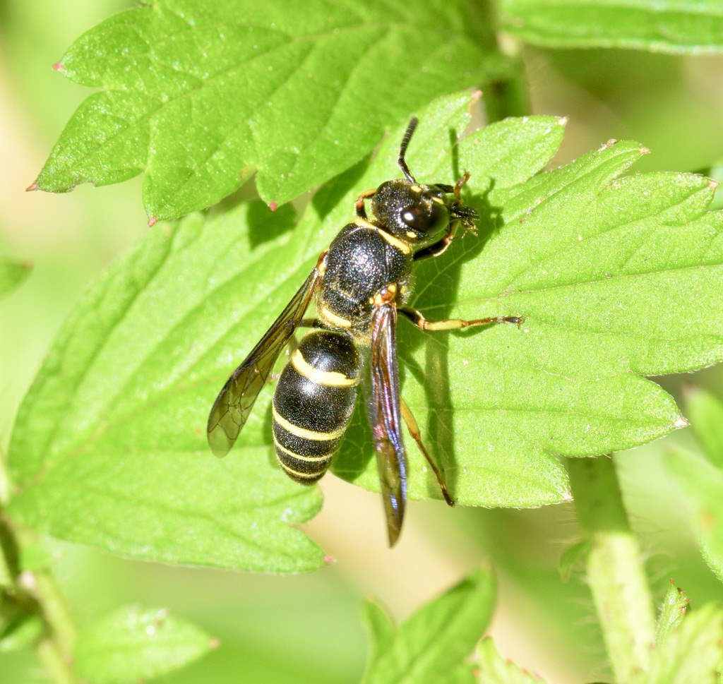 Euodynerus