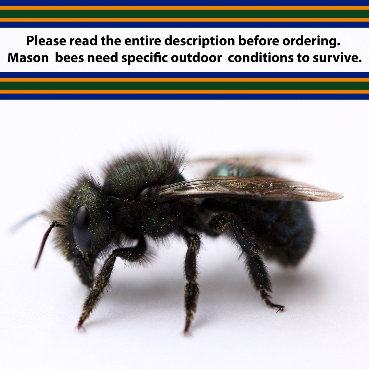 Please Read the entire description before re ordering. Mason bees need specific conditions to survive.