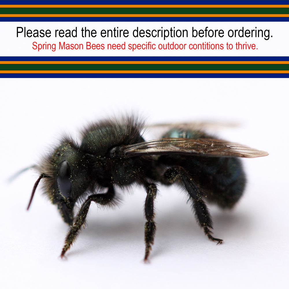 Spring Mason Bees (40ct) + FedEx 2-Day FREE Shipping