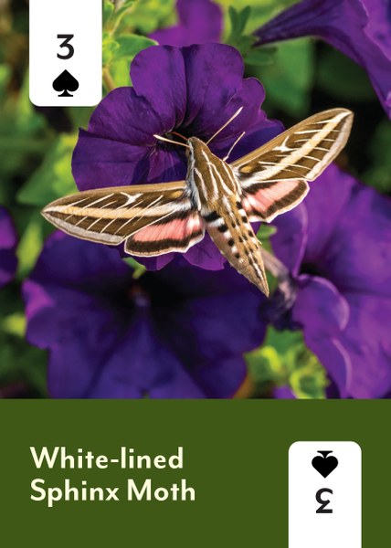Pollinators of North America Playing Cards