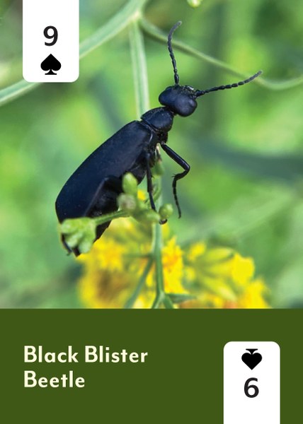 
                  
                    Pollinators of North America Playing Cards
                  
                