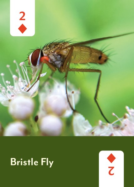 
                  
                    Pollinators of North America Playing Cards
                  
                