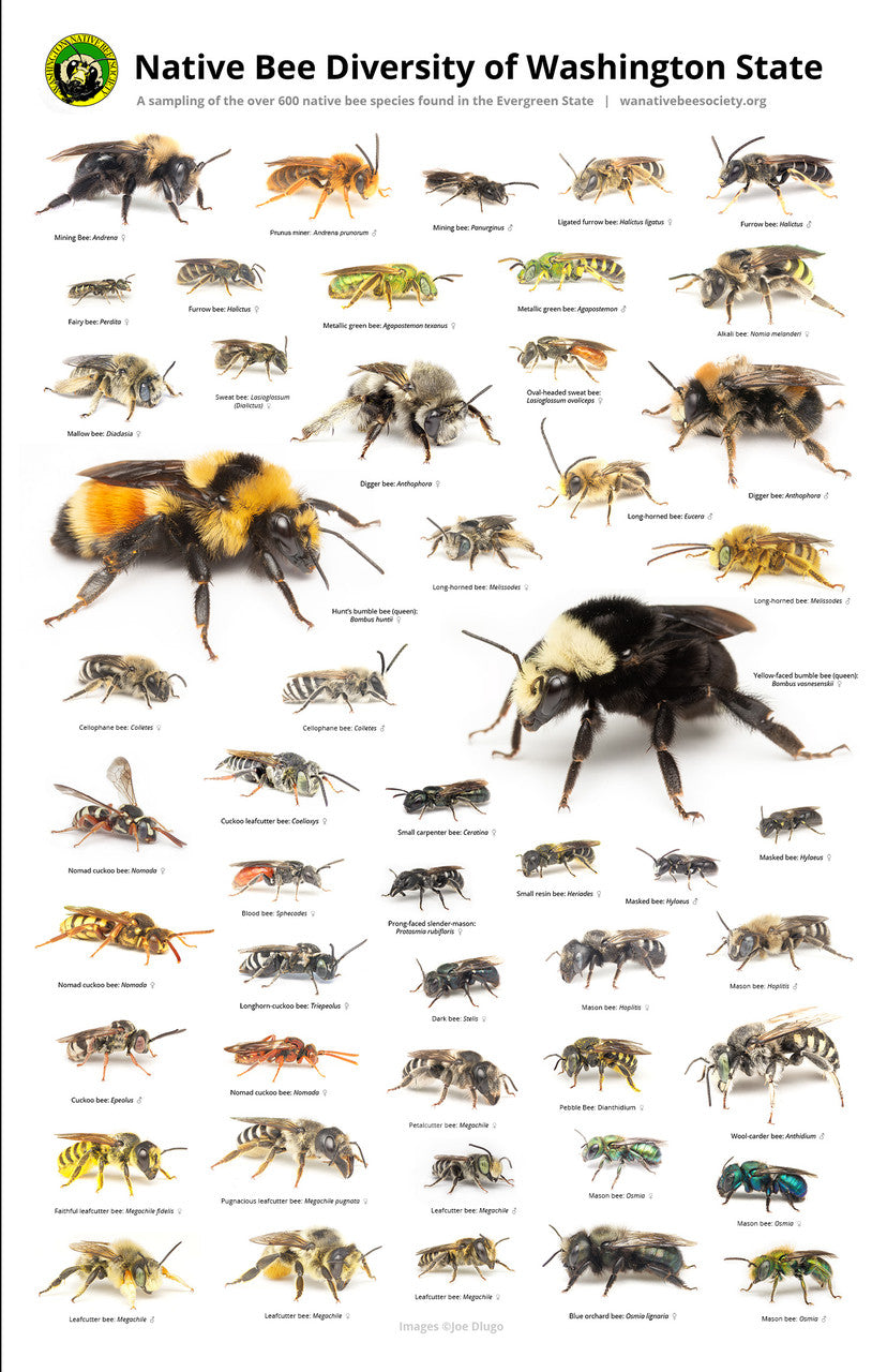 Native Bees of Washington State Poster