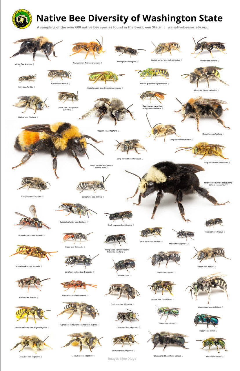 Native Insect Poster Native Bees of Washington State Poster