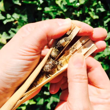 *New* Mason Bee Cocoon Harvest Service