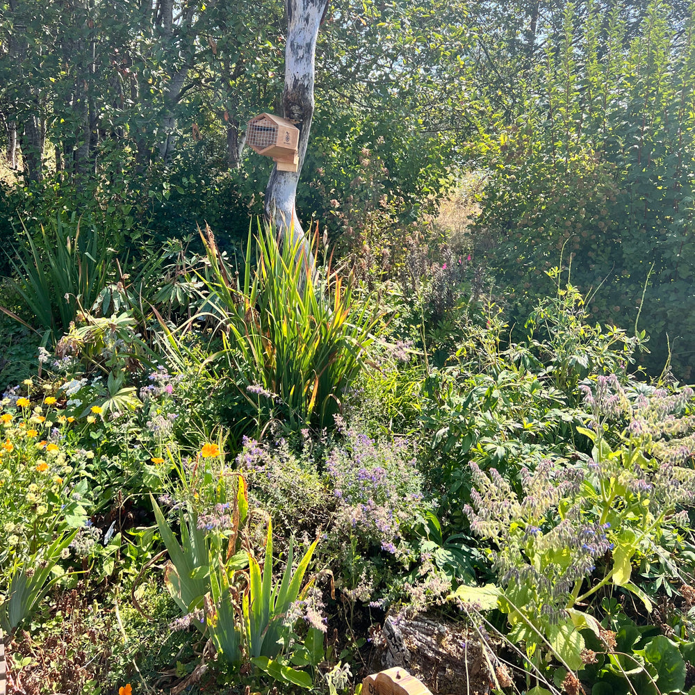 Want to Support Wild Bees?