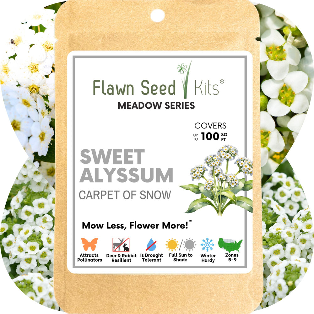 alyssum flower seeds Sweet Alyssum Carpet Of Snow Seed Pouch