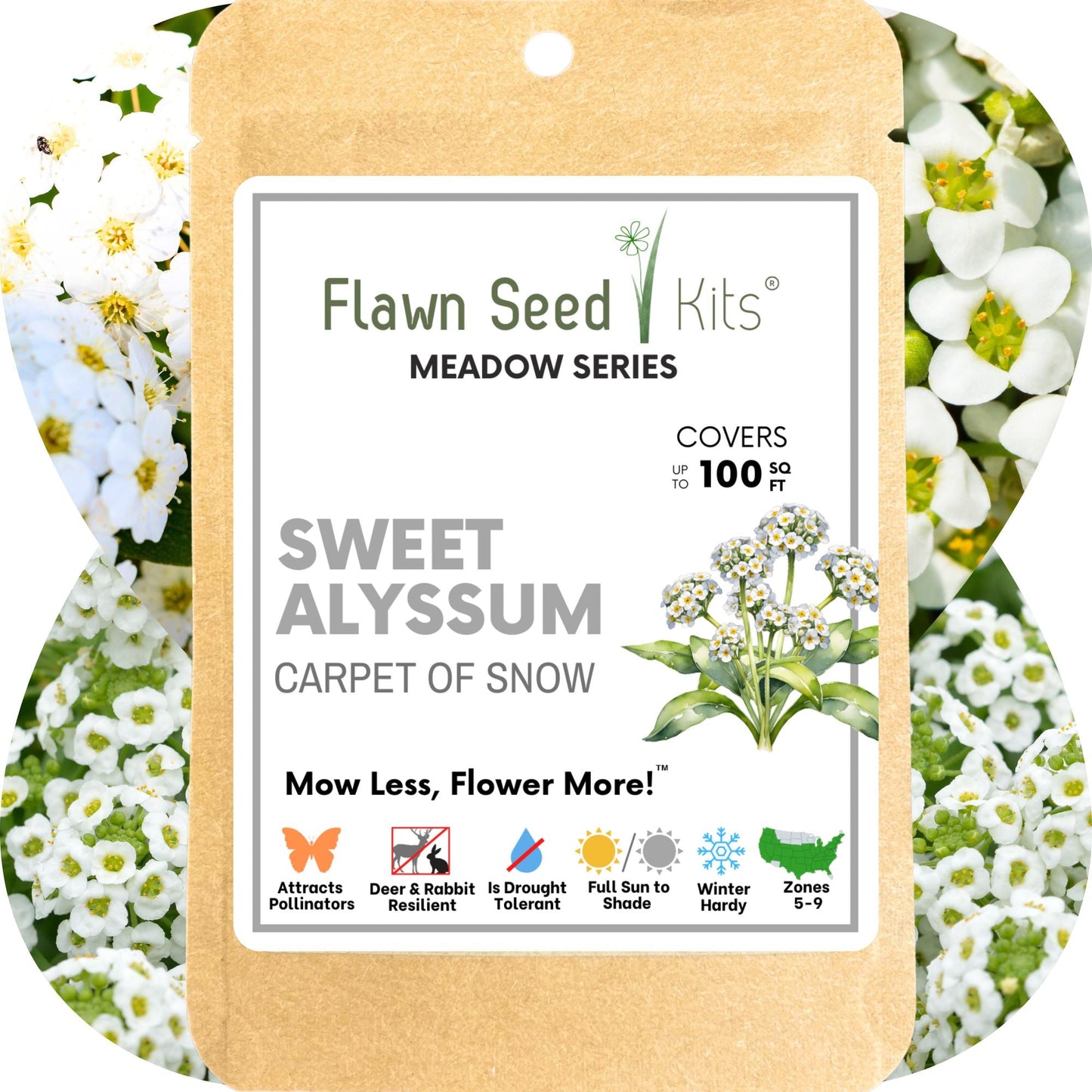 carpet plant seeds Sweet Alyssum Carpet Of Snow Seed Pouch