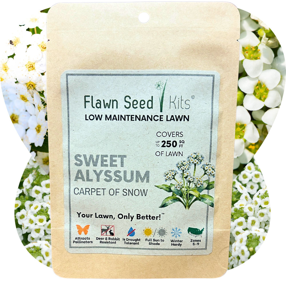 seed of snow flower Sweet Alyssum Carpet Of Snow Seed Pouch