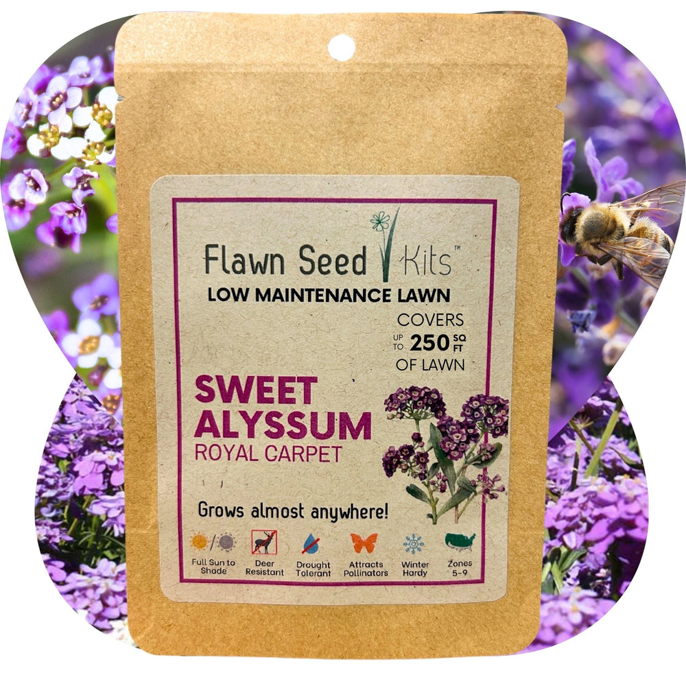thumbnail image 2 of Alyssum Seeds - Cheers Paprika - 100 Seeds For Ground Cover & Flower Beds 2 of 4
