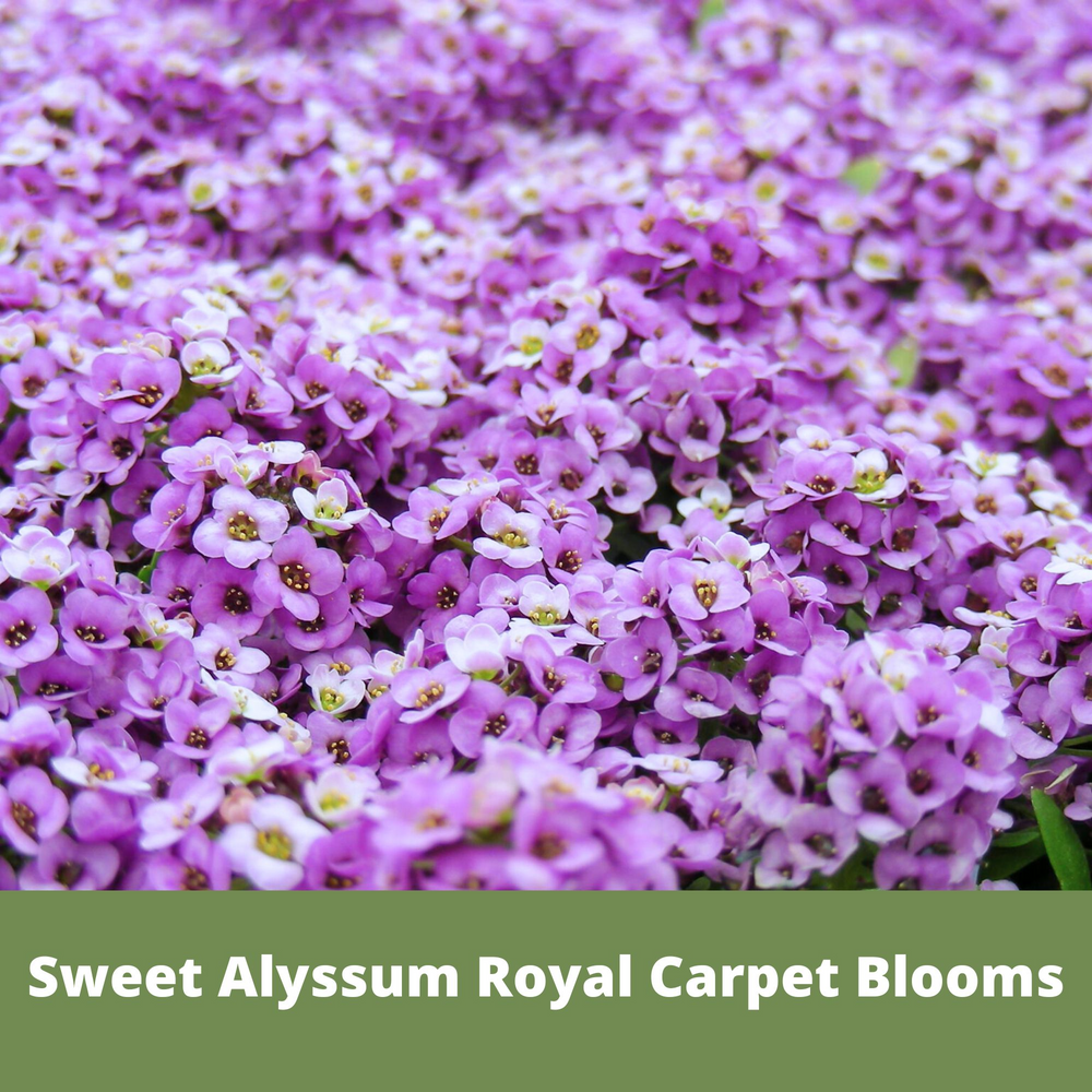 
                  
                    Sweet Alyssum Royal Carpet Seed Pouch
                  
                