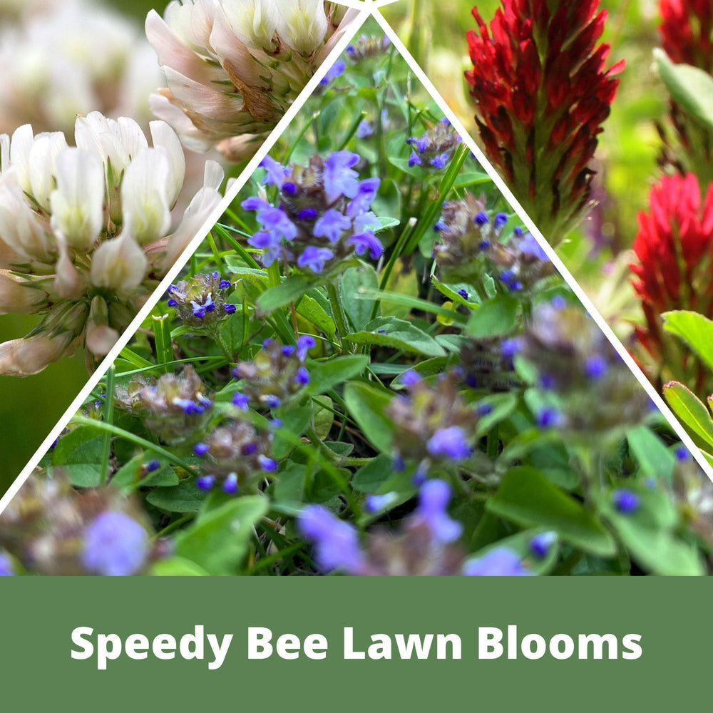 flower lawn seed Speedy Bee Lawn Seed Kit 500 sq ft