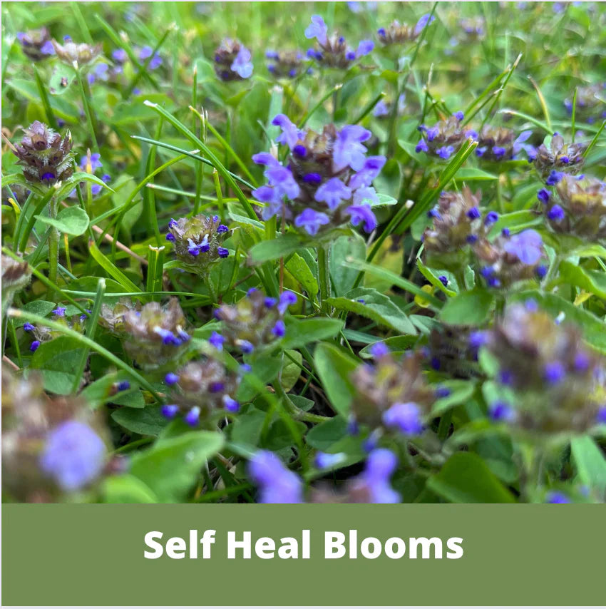 self heal plant seeds Self-Heal Seed Pouch