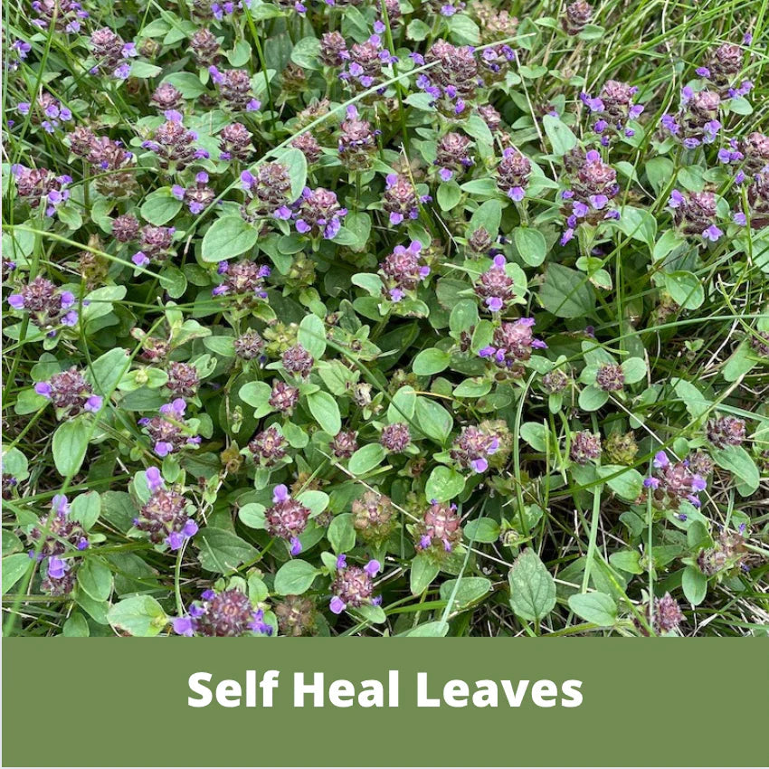 plant and heal seeds Self-Heal Seed Pouch