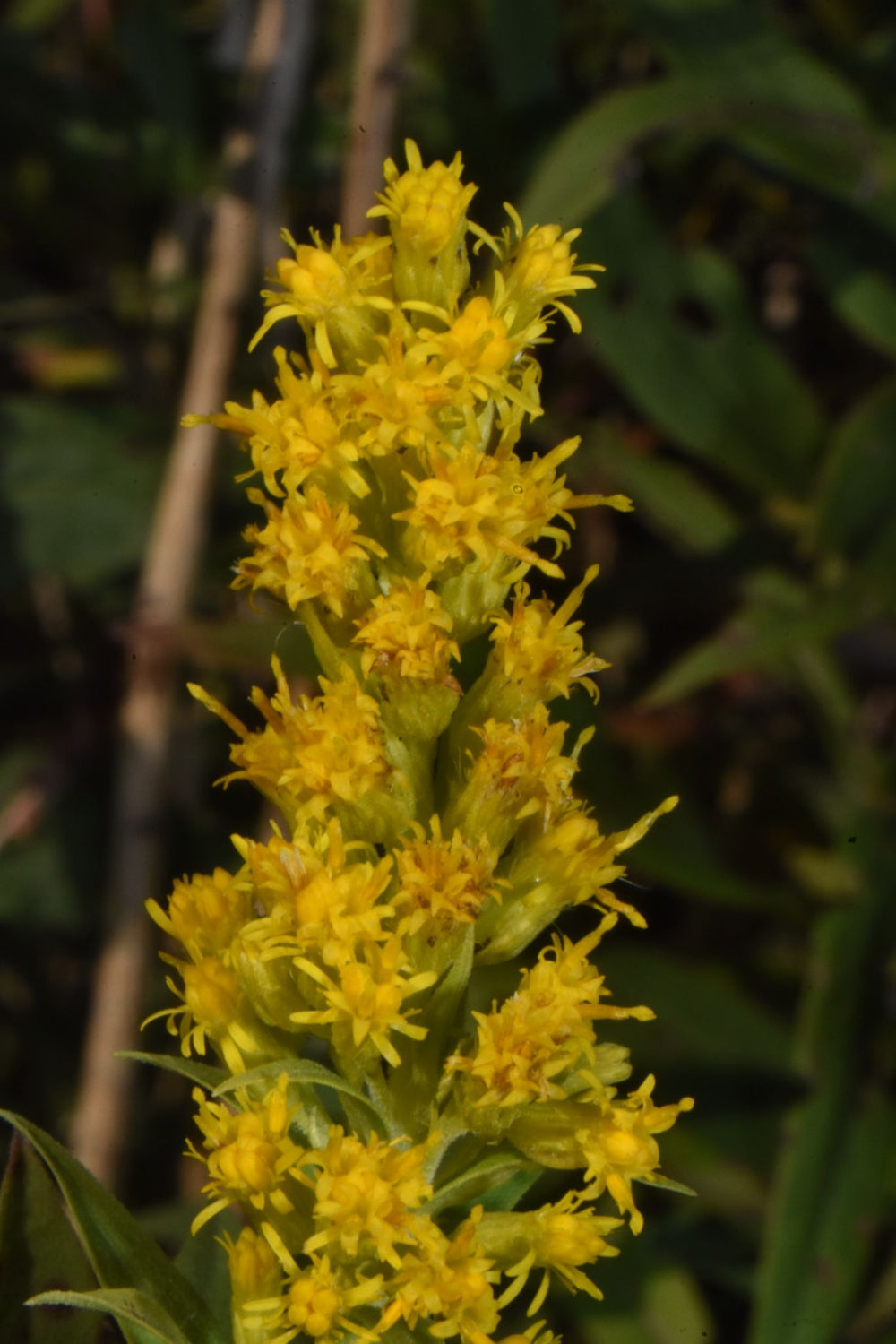 Solidago elongata (Western Goldenrod)