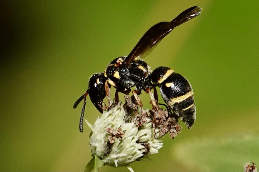 Stenodynerus