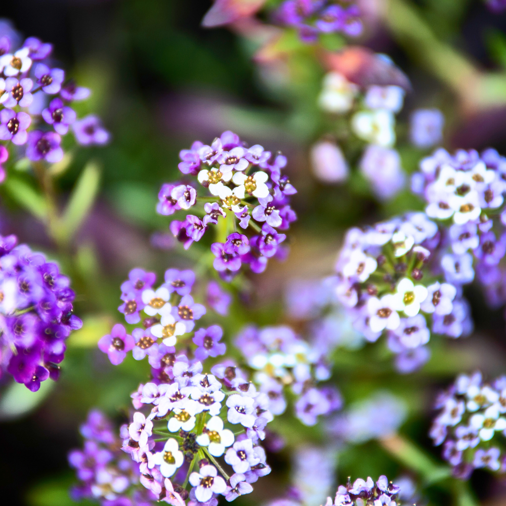 
                  
                    Sweet Alyssum Royal Carpet Seed Pouch
                  
                