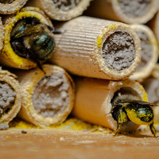 Mason bee at a bee house