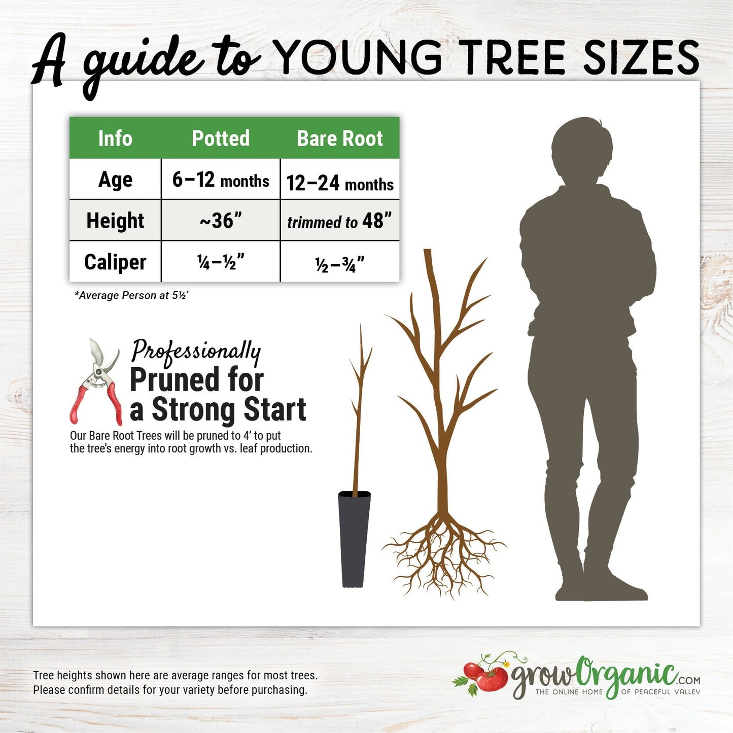 
                  
                    "Constant Harvest" Apple, 4 on 1 Multiple Grafted Fruit Tree
                  
                