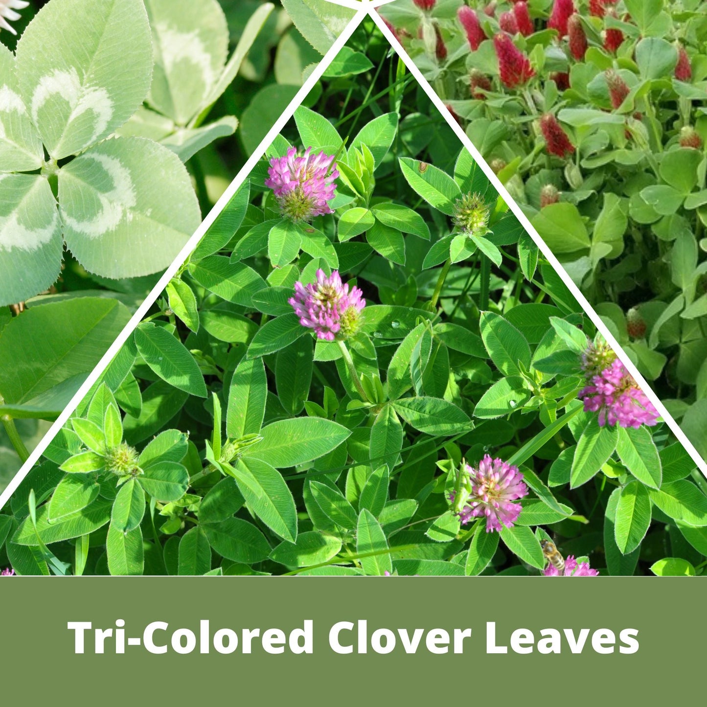 
                  
                    Tri-Color Clover Seed Easy Spread Shaker
                  
                