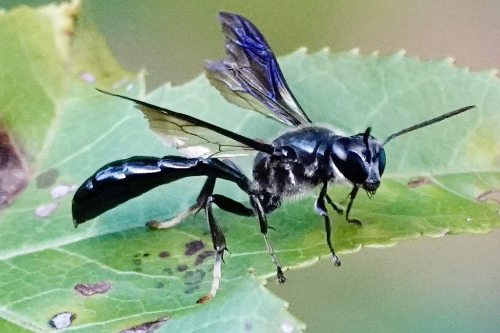 Trypoxylon