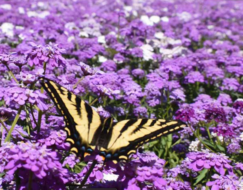 
                  
                    Sweet Alyssum Royal Carpet Seed Pouch
                  
                