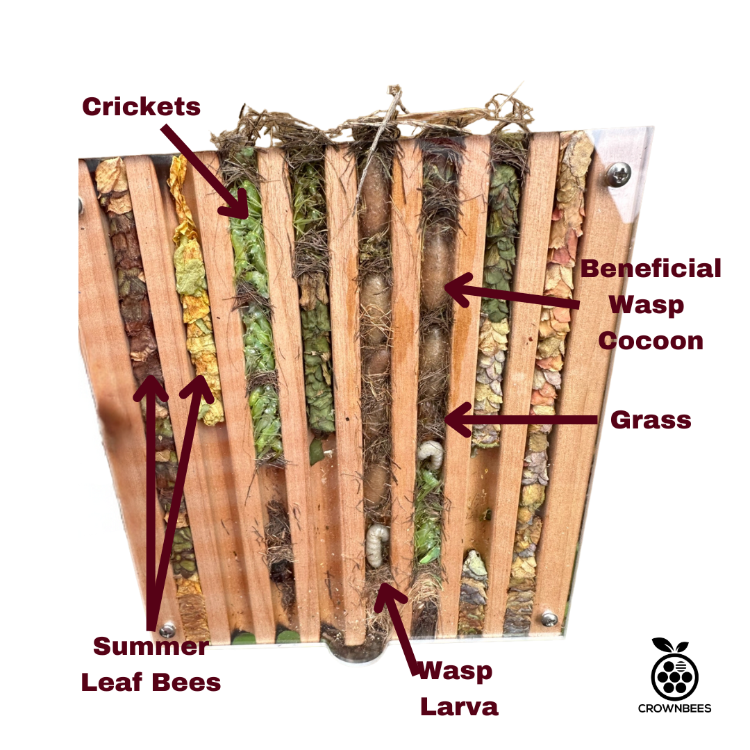 
                  
                    Bee Observer - Solitary Bee Observation Tray
                  
                