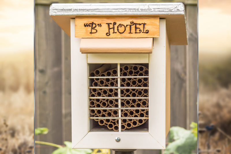 TOP 5 REASONS BEES AREN'T NESTING IN YOUR BEE HOUSE