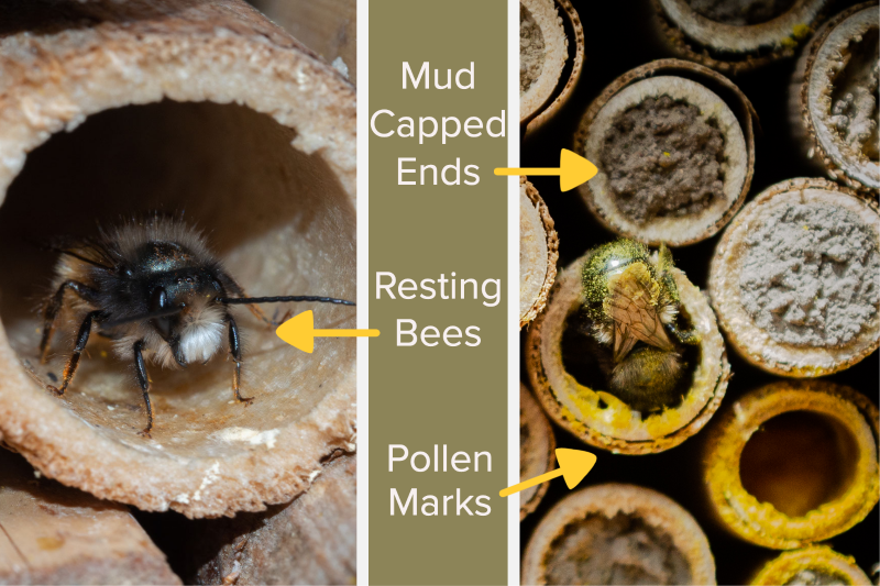 Signs that bees are nesting around your yard and garden