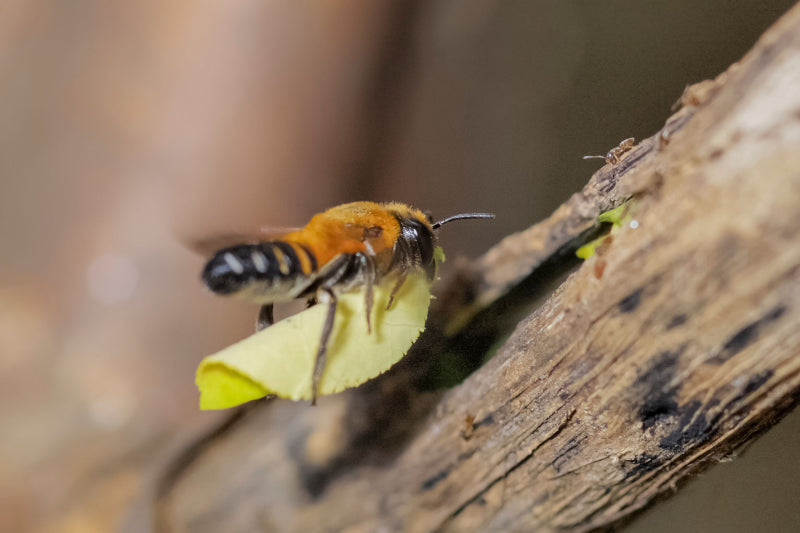 Leafcutter Bee Carrying Leaf Bit