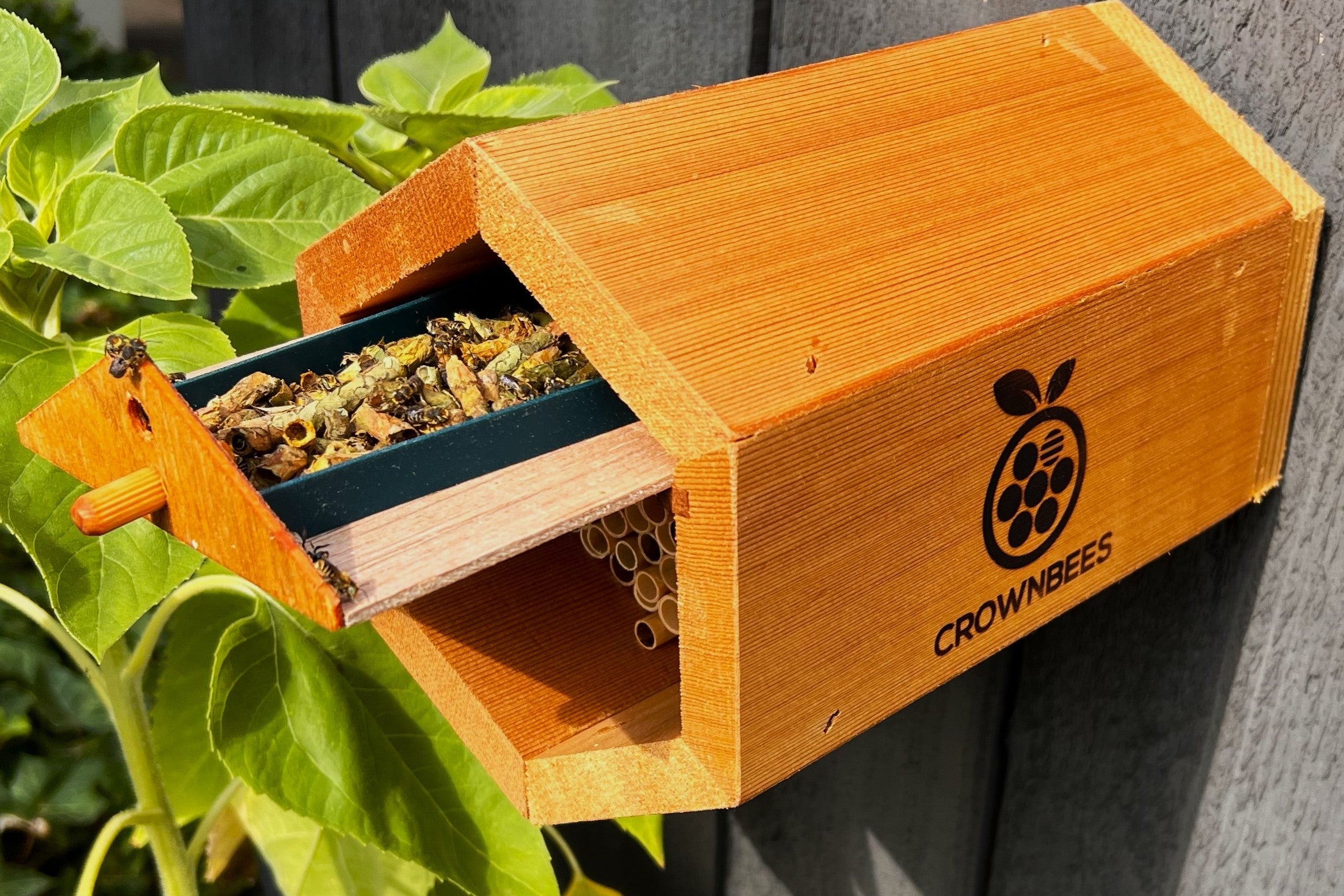 BEFORE YOU RELEASE LEAFCUTTER BEES