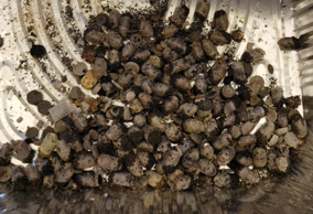 Fall Mason Bee Harvest Party Handouts