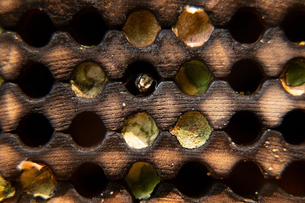 Leafcutter Bees