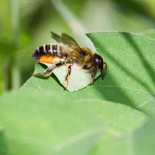 
                  
                    Leafcutter Bees | 200+ Count, Buy 2 Sets, Get 25% Off
                  
                
