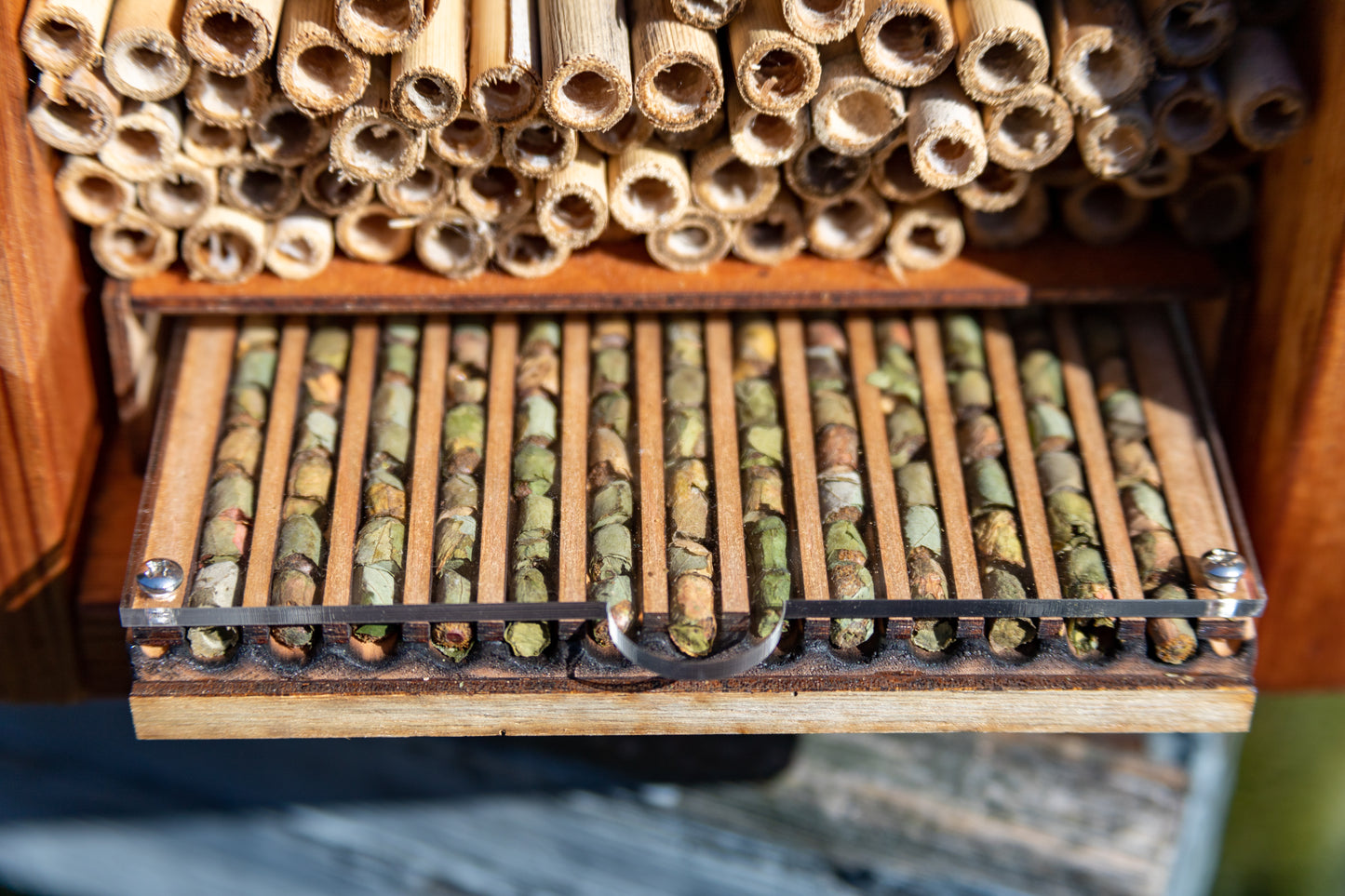 Bee Observer - Solitary Bee Observation Tray