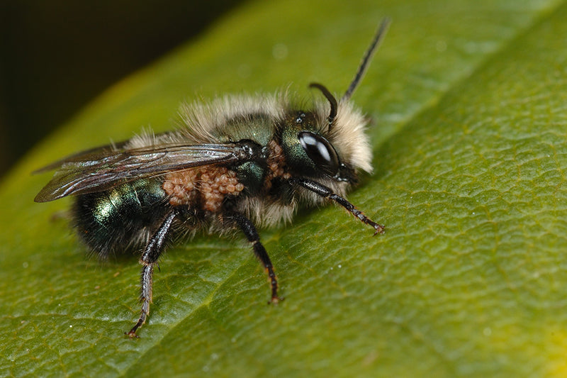PARASITES AND DISEASES OF MASON BEES