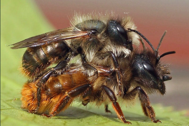 MASON BEE LIFE CYCLE