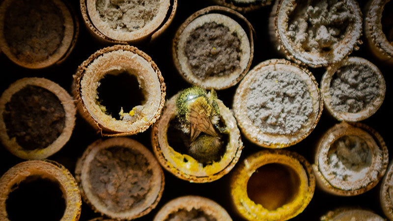 Mason bee carrying pollen