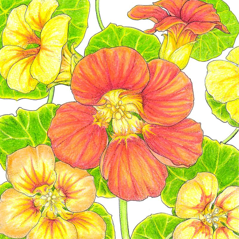 Kaleidoscope Mix Nasturtium Seeds (Organic)