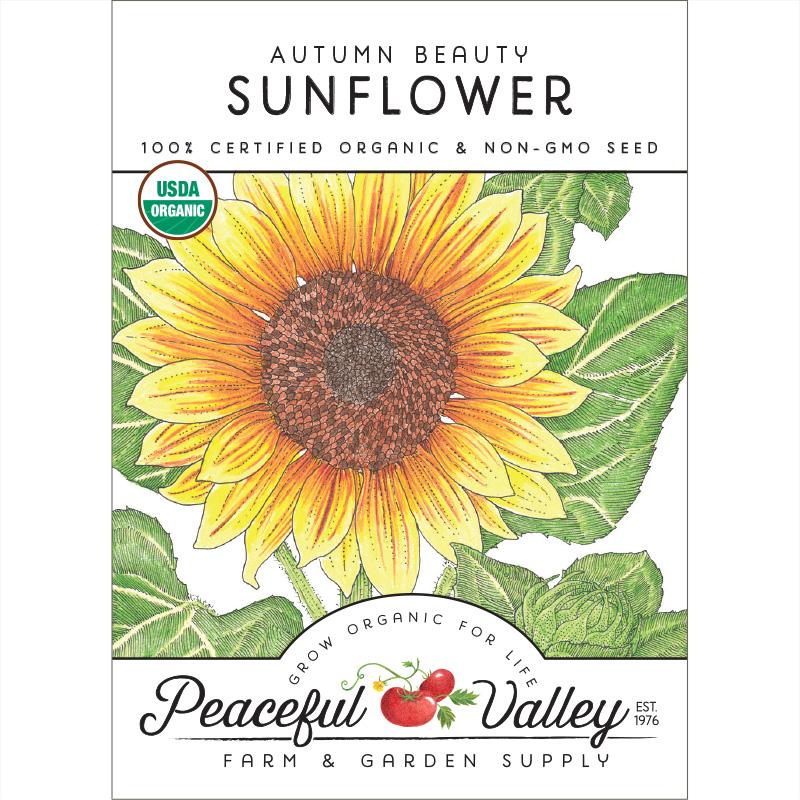 autumn flower seeds Autumn Beauty Sunflower Seeds (Organic)
