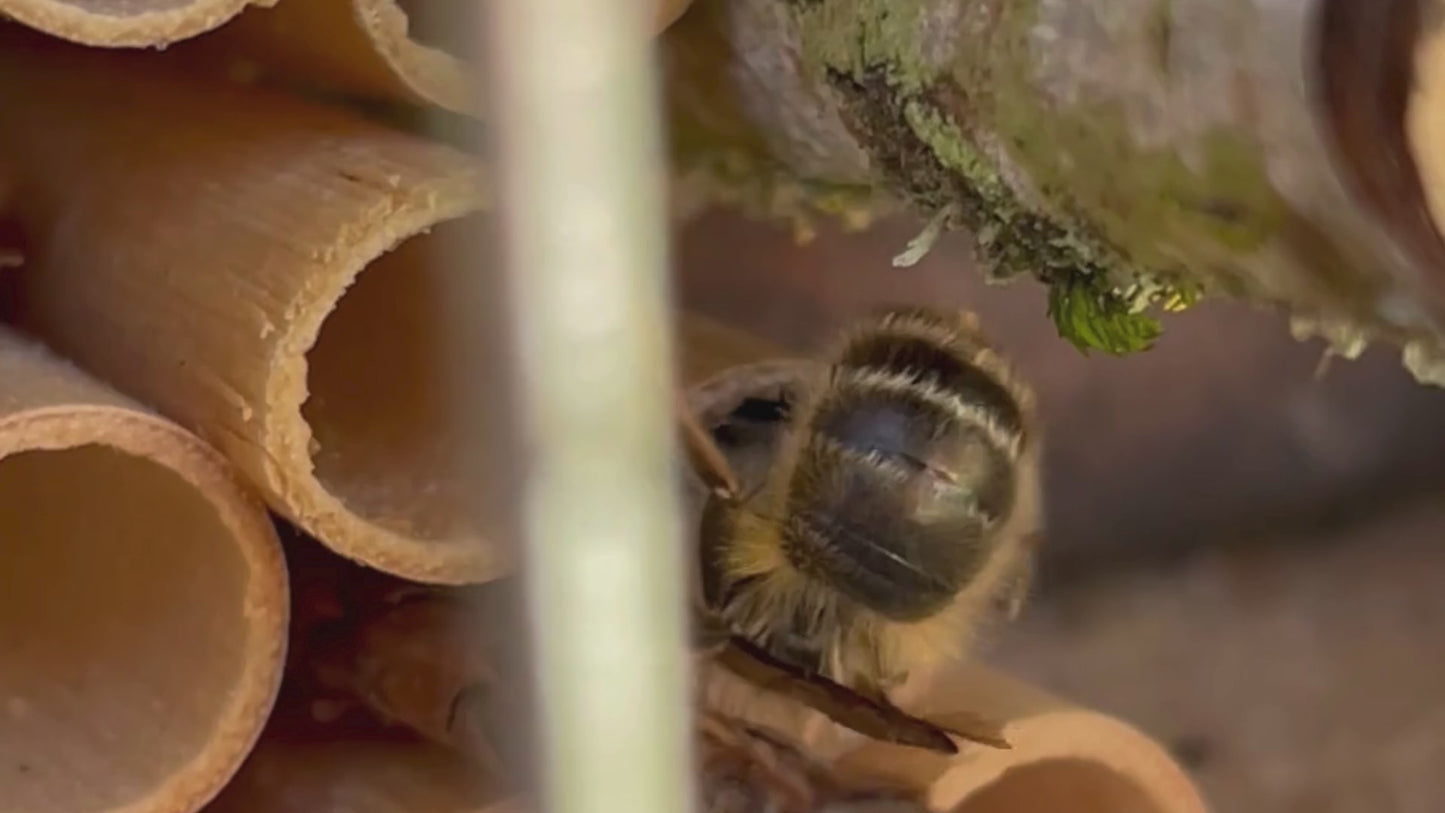 
                  
                    Load and play video in Gallery viewer, Spring Mason Bees (40ct) + FedEx 2-Day FREE Shipping
                  
                