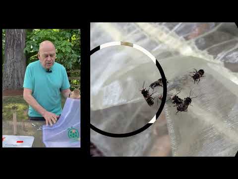 Bare Bones Starter Kit - Summer Leaf Bees