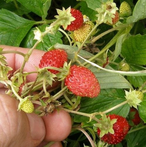 Regina Alpine Strawberry