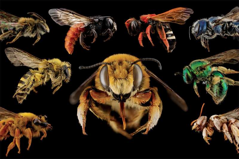 THE IMPORTANCE OF BEE DIVERSITY