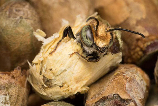 LEAFCUTTER BEE LIFE CYCLE