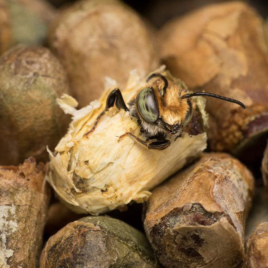 
                  
                    Leafcutter Bees | 200+ Count, Buy 2 Sets, Get 25% Off
                  
                