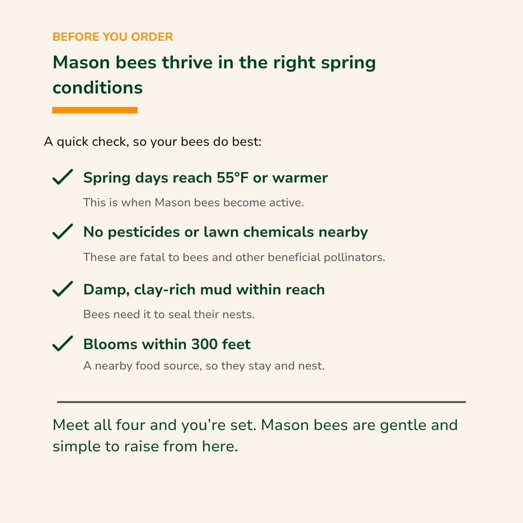Spring Mason Bees (40ct)