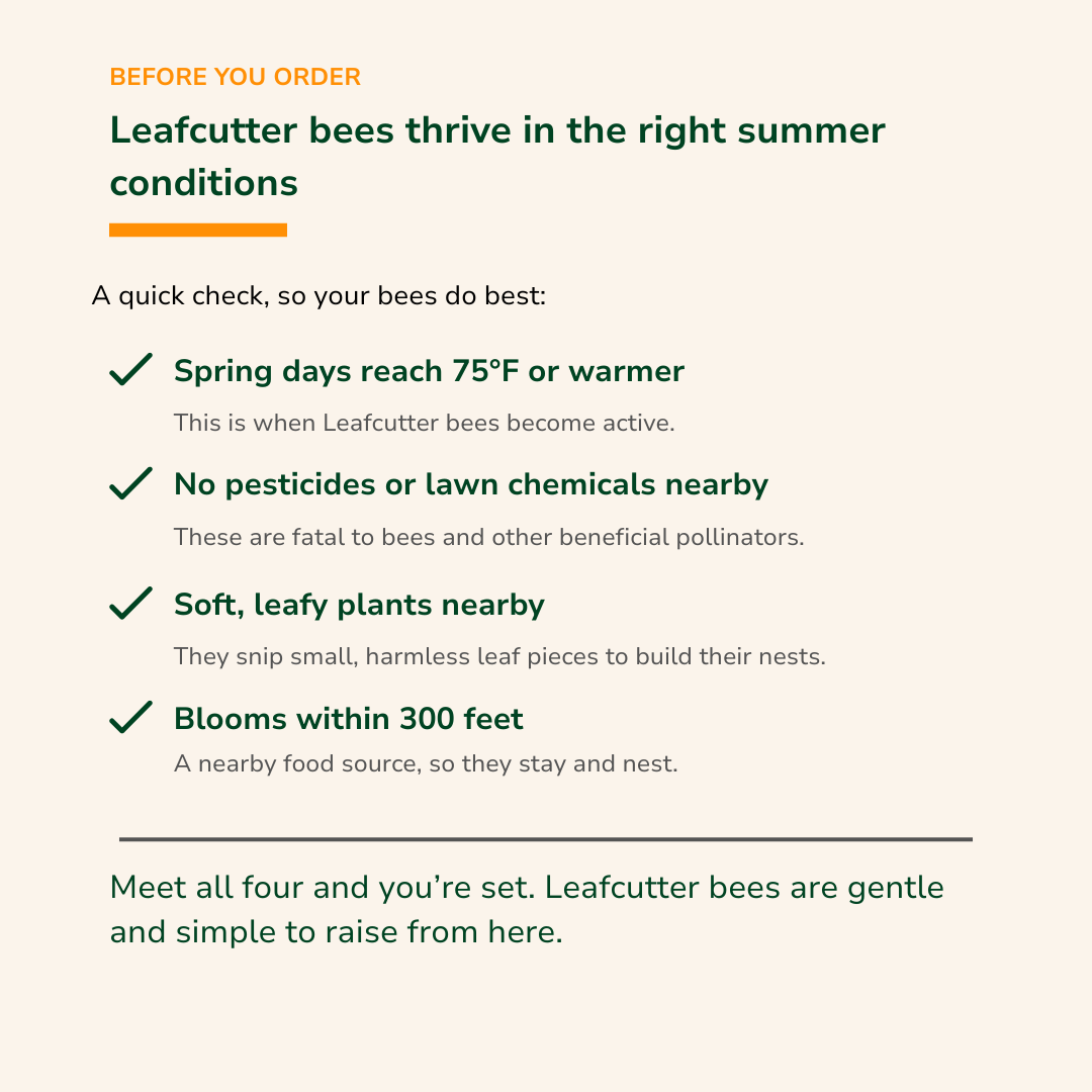 Leafcutter Bees | 200+ Count, Buy 2 Sets, Get 25% Off